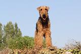 AIREDALE TERRIER 058